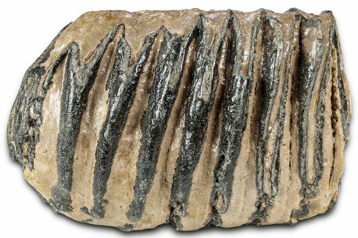 Partial Southern Mammoth Molar - Hungary #357023